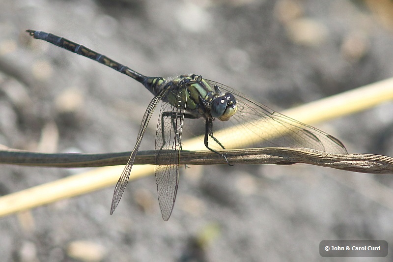 J15B0359 Orthetrum trinacria male.JPG